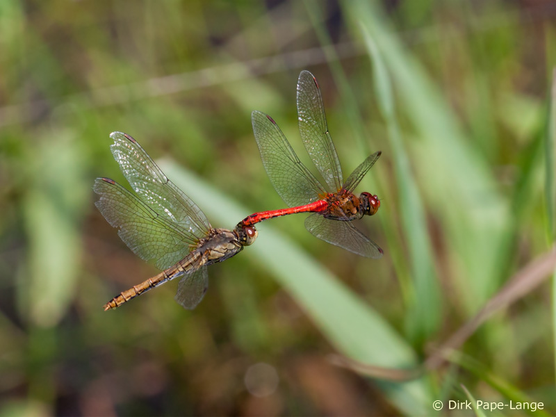 Sympetrum sanguineum - Eiablage