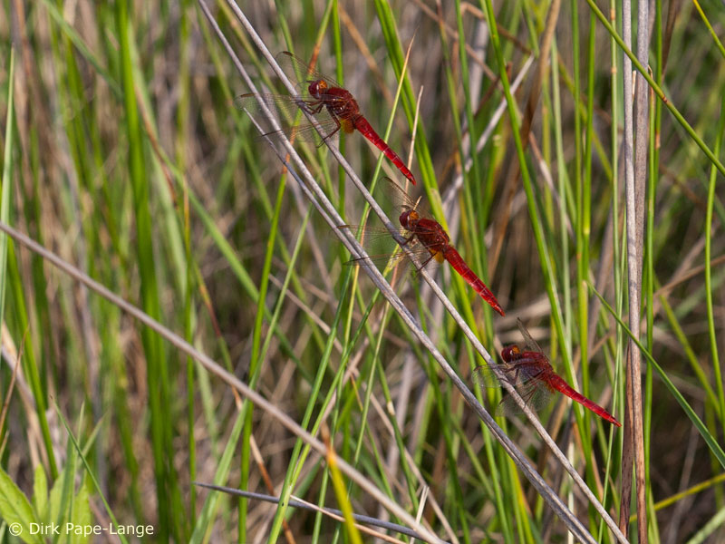 Crocothemis erythraea - mâle