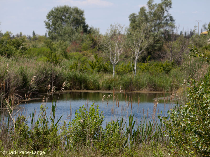 Habitat de la Crocothémis écarlate