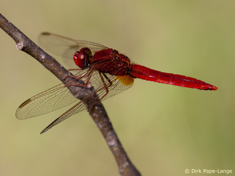 Crocothemis erythraea