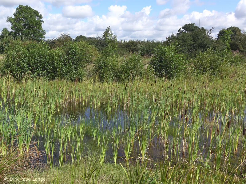 Habitat - Sympetrum pedemontanum