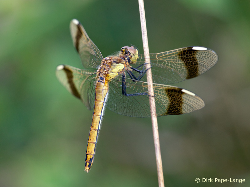Sympetrum pedemontanum - femelle