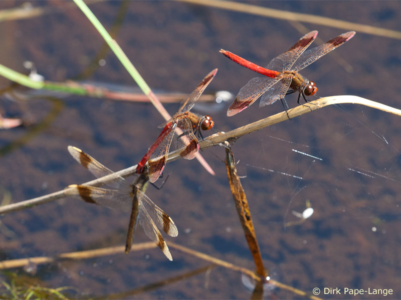 Sympetrum pedemontanum