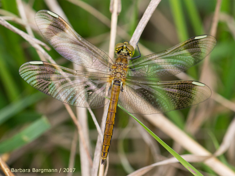 Sympetrum pedemontanum - mâle