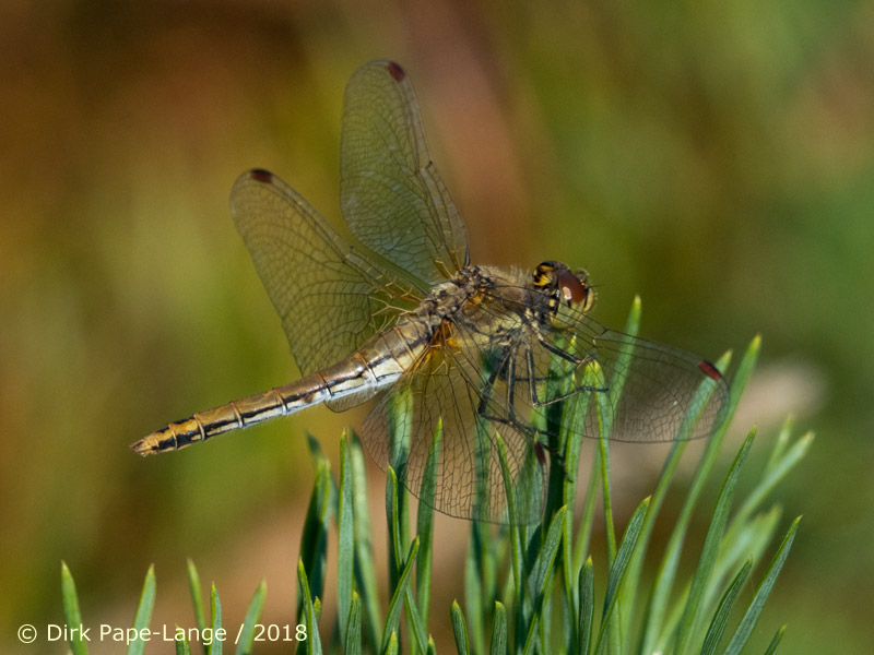 Sympetrum flaveolum - femelle