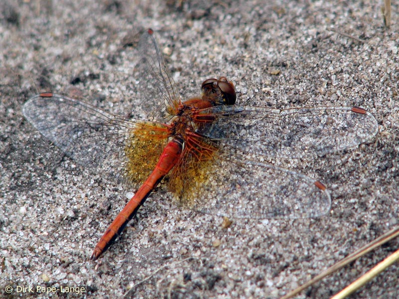 Sympetrum flaveolum - mâle