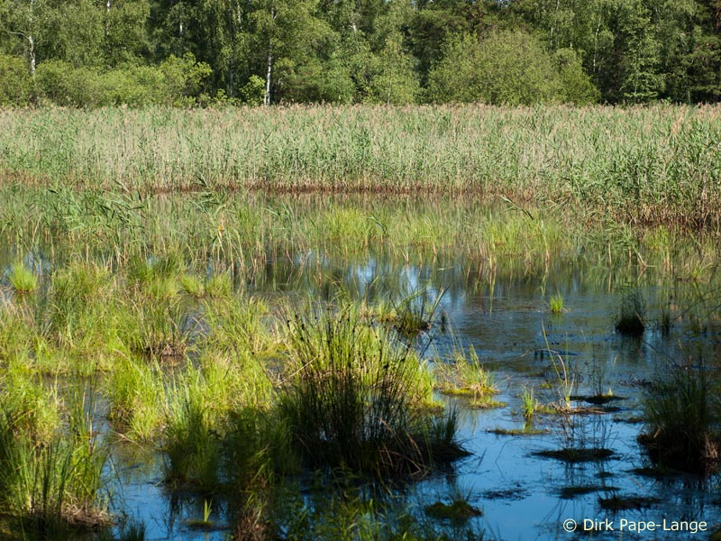 Habitat - Sympetrum flaveolum