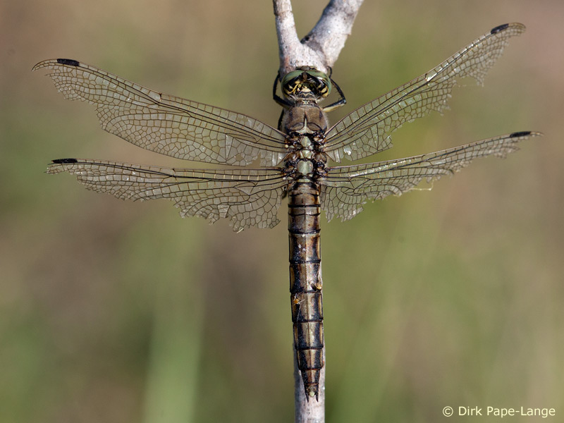 Orthetrum cancellatum - femelle