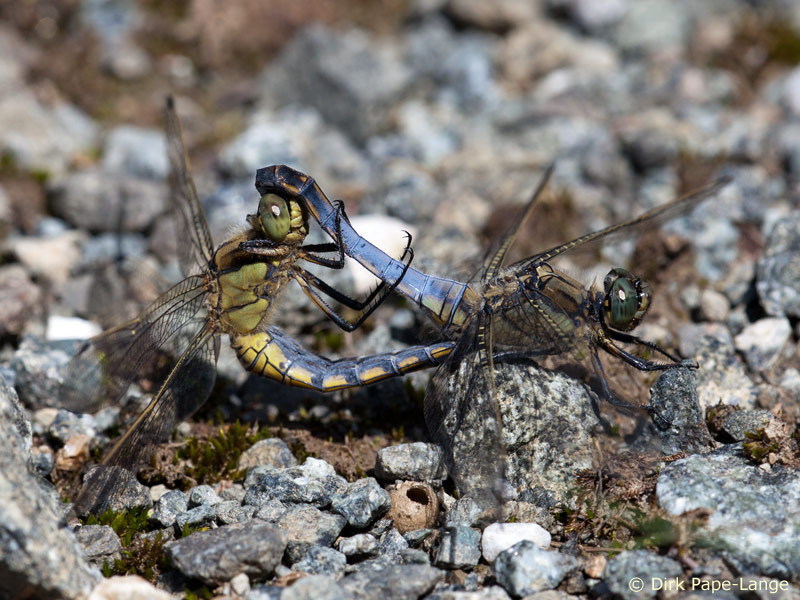 Orthetrum cancellatum - Accouplement