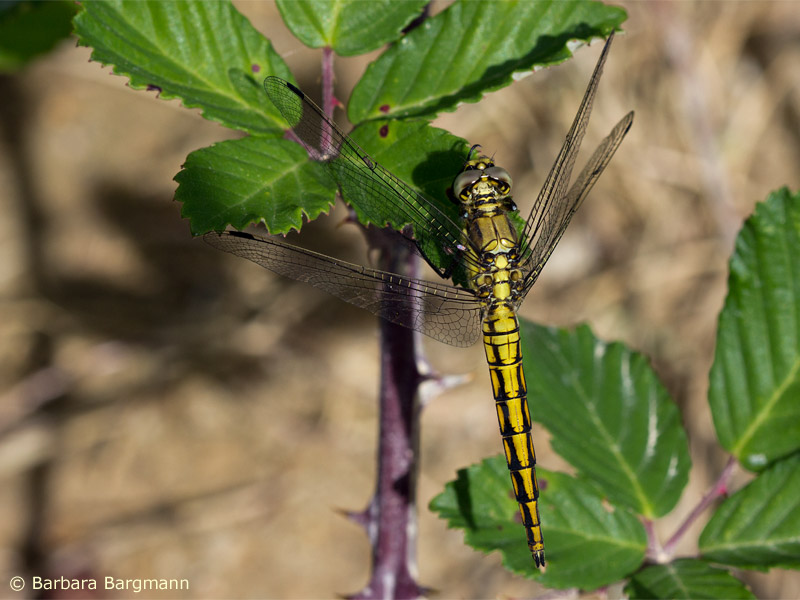 Grosse Blaupfeil (OrthOrthetrum cancellatum - mâle