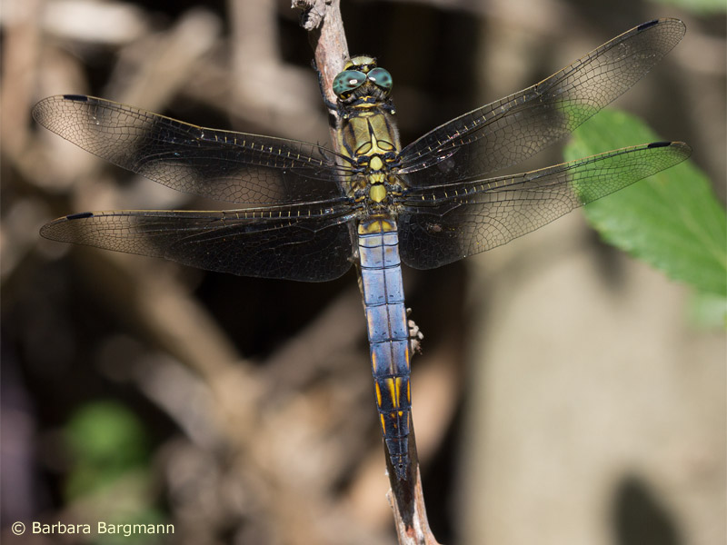 Orthetrum cancellatum - mâle