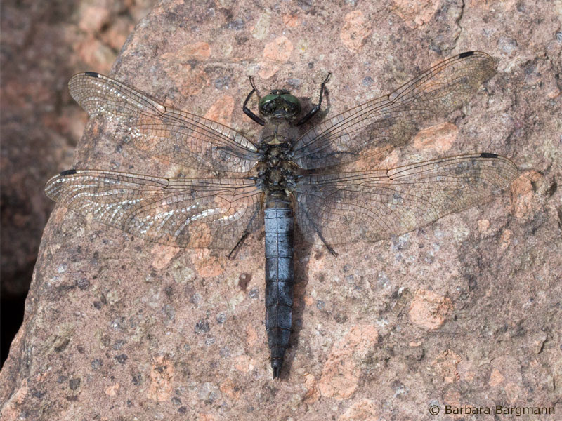 Orthetrum cancellatum - mâle