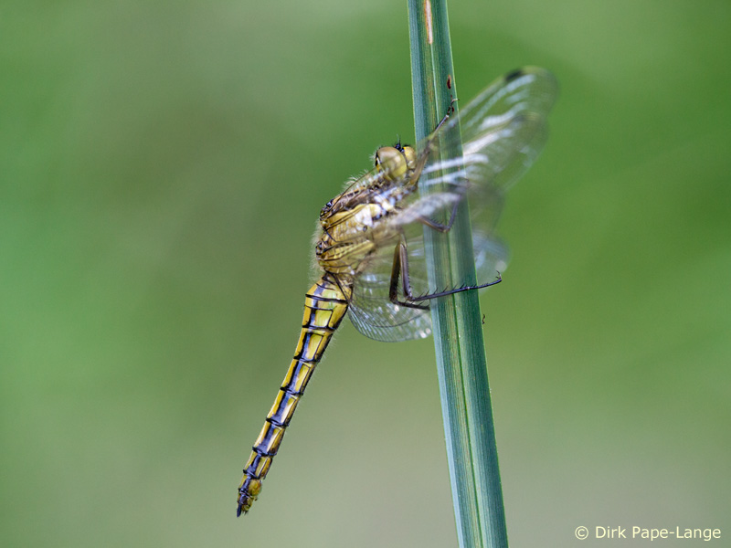Orthetrum cancellatum - femelle
