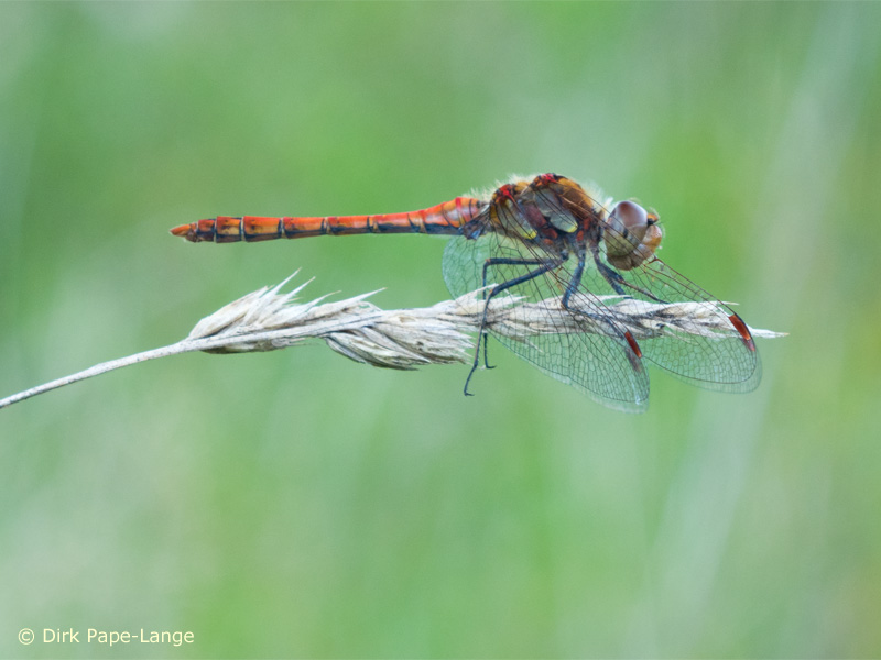 Sympetrum striolatum - mâle