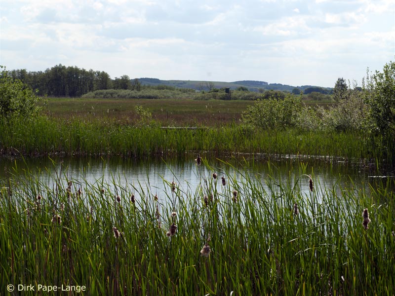 Leucorrhinia pectoralis - Habitat