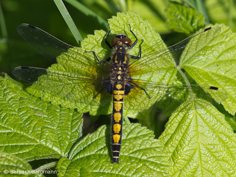 Leucorrhinia pectoralis - femelle