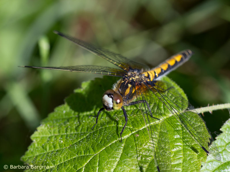 Leucorrhinia pectoralis - femelle
