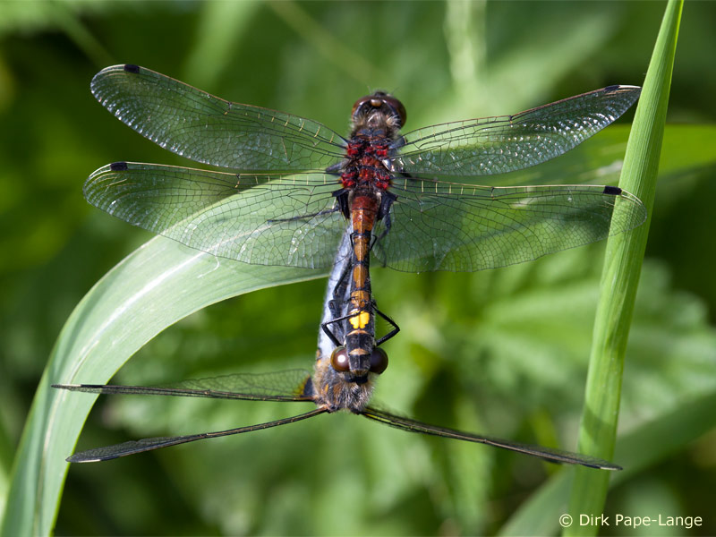 Leucorrhinia pectoralis - Cœur copulatoire