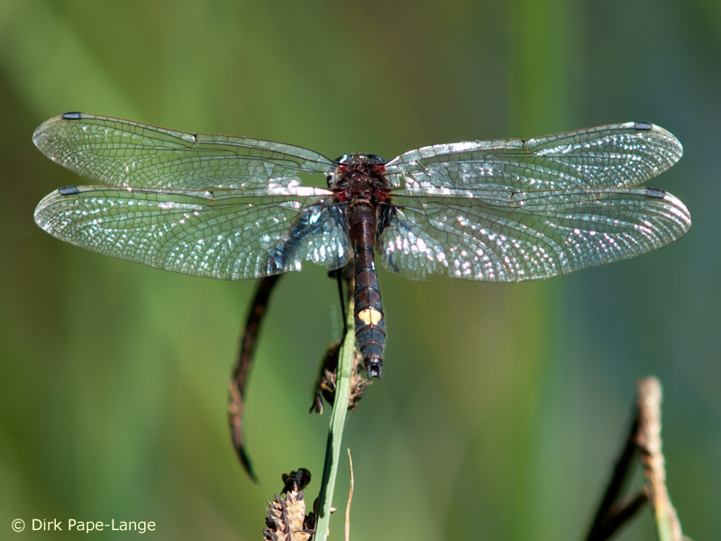 Leucorrhinia pectoralis - mâle