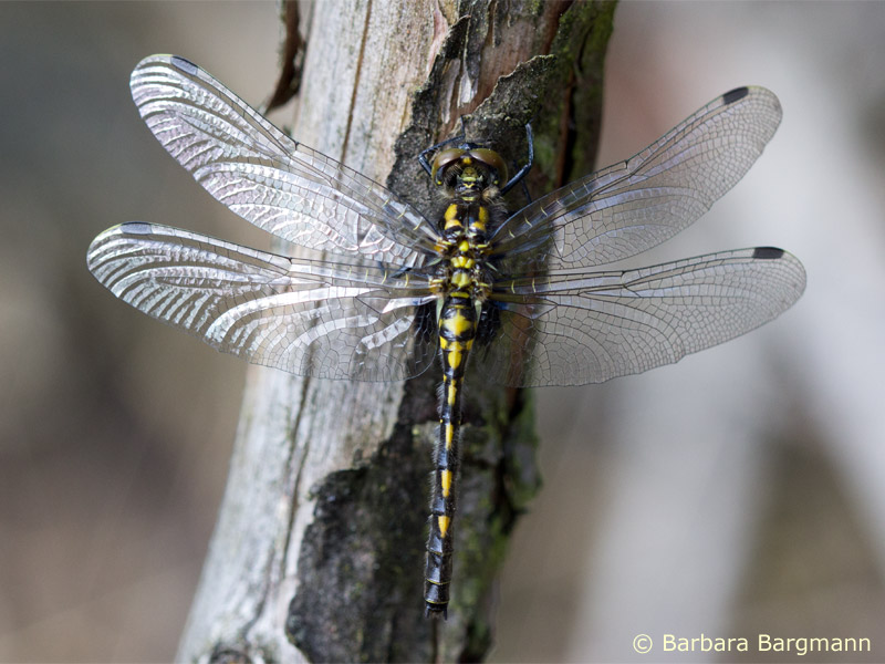 Leucorrhinia dubia - femelle