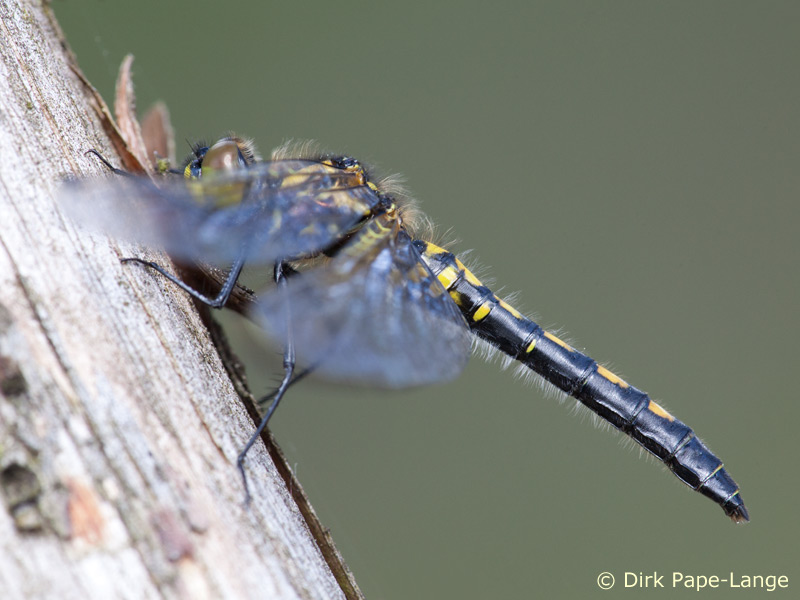 Leucorrhinia dubia - femelle