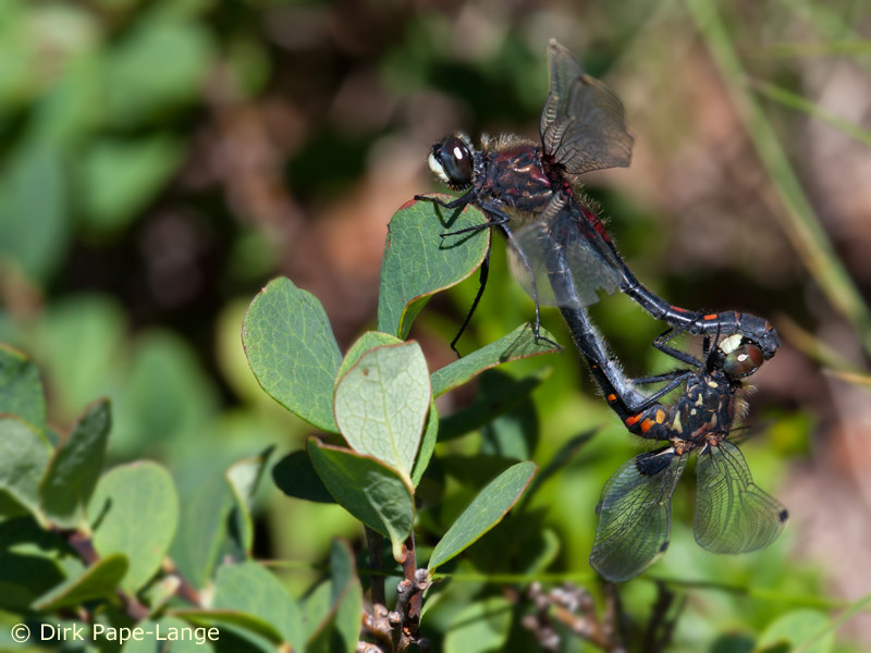 Leucorrhinia dubia - Accouplement