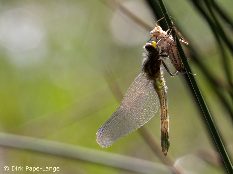 Leucorrhinia dubia - Emergence