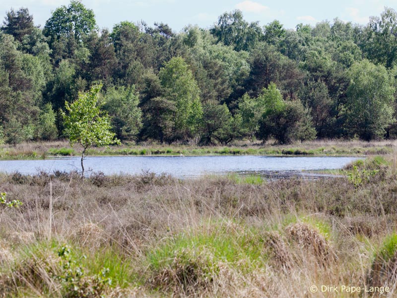 Habitat - Leucorrhinia dubia