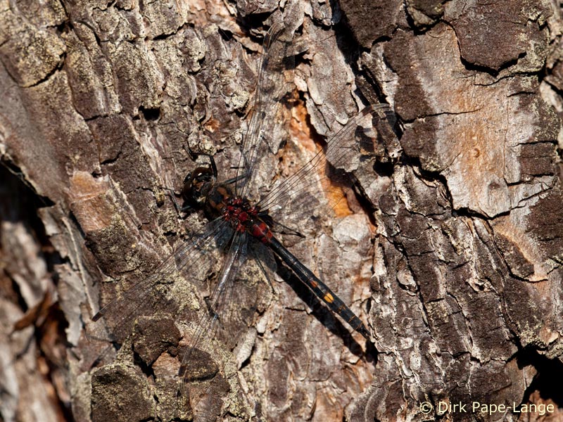 Leucorrhinia dubia - mâle