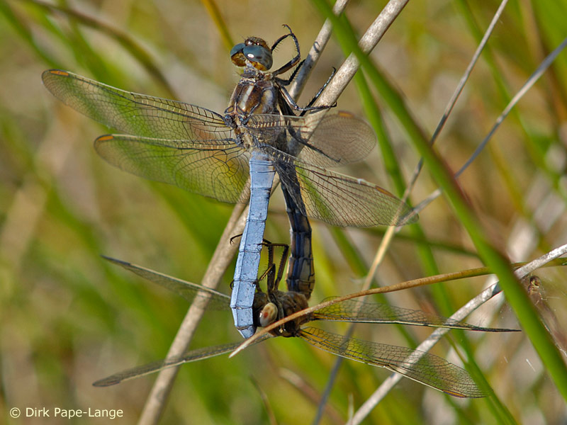 Orthetrum coerulescens - Cœur copulatoire