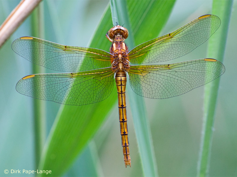 Orthetrum coerulescens - femelle