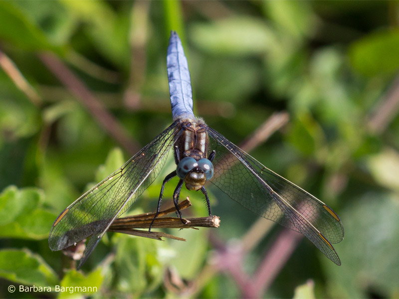 Orthetrum coerulescens - mâle