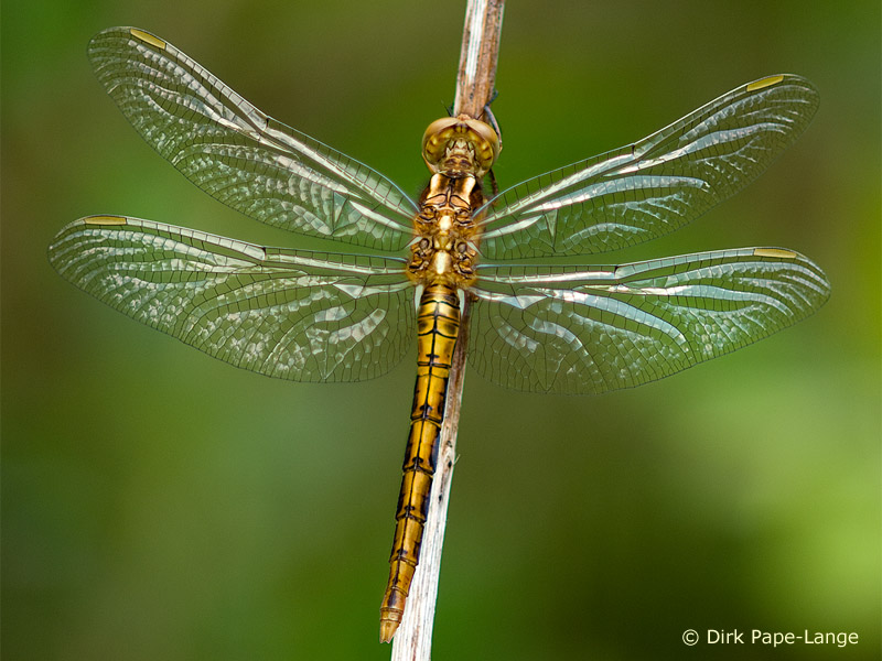 Orthetrum coerulescens - young male