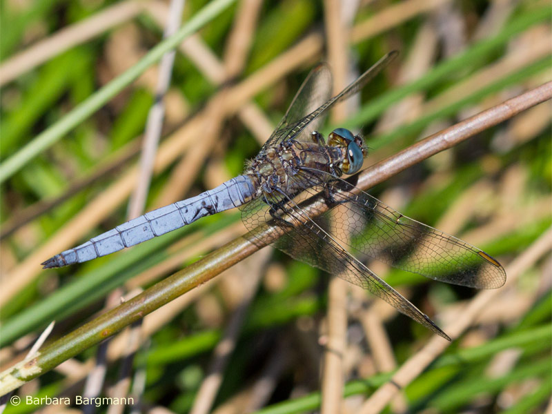 Orthetrum coerulescens - mâle