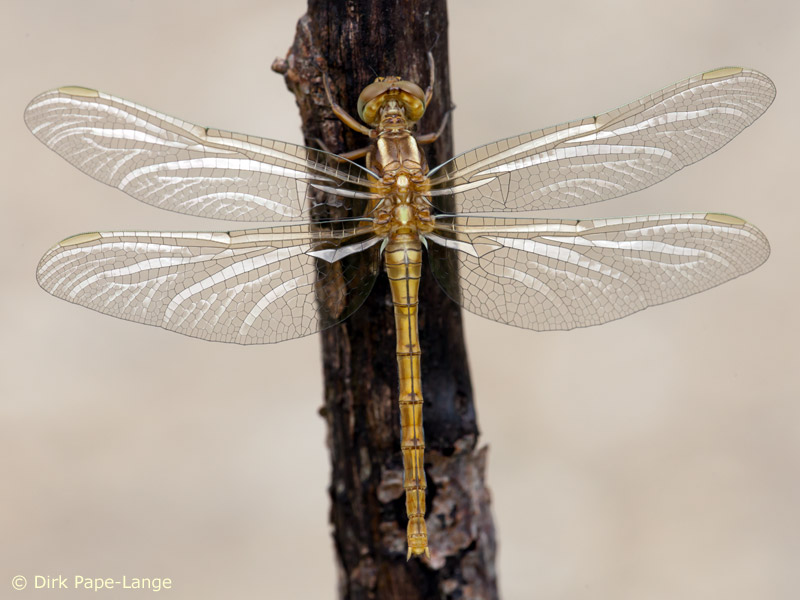Orthetrum coerulescens - femelle