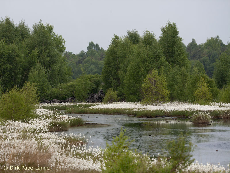 Habitat - Leucorrhinia rubicunda