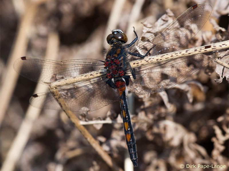 Leucorrhinia rubicunda - mâle