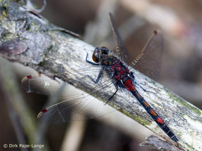 Leucorrhinia rubicunda - mâle