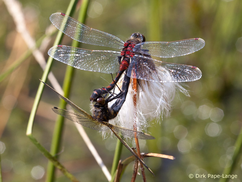 Leucorrhinia rubicunda - Accouplement