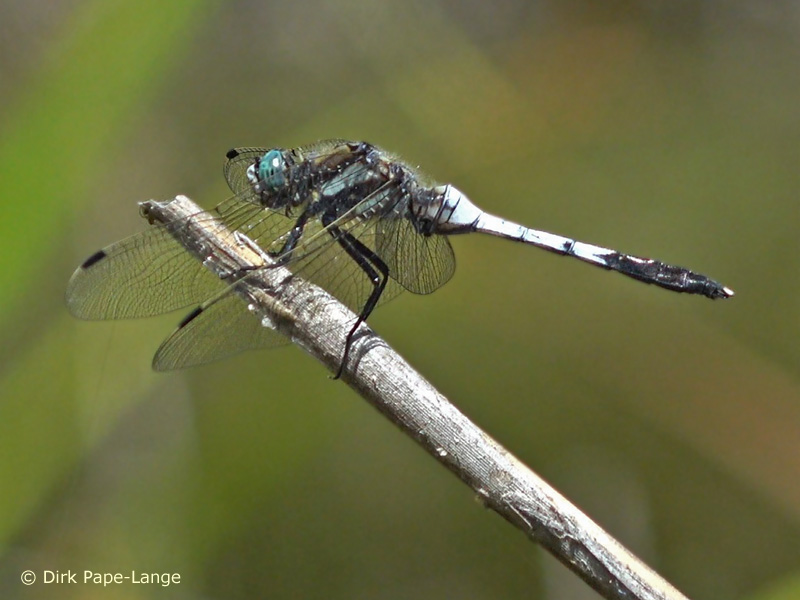 Orthetrum albistylum - mâle
