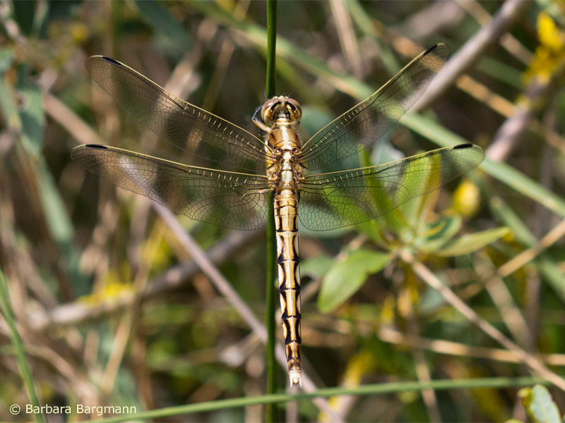 Grosse Blaupfeil (OrthOrthetrum albistylum - femelle
