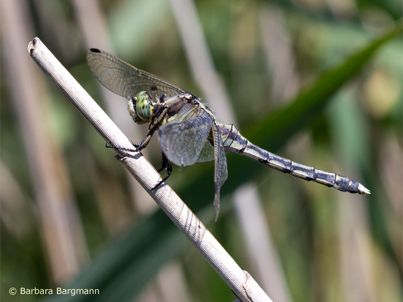 Orthetrum albistylum - femelle