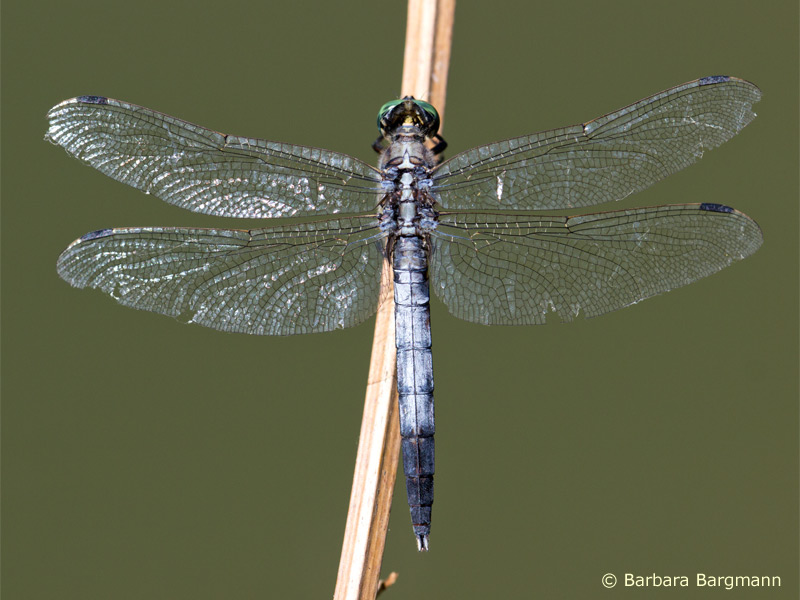 Orthetrum albistylum - Mâle