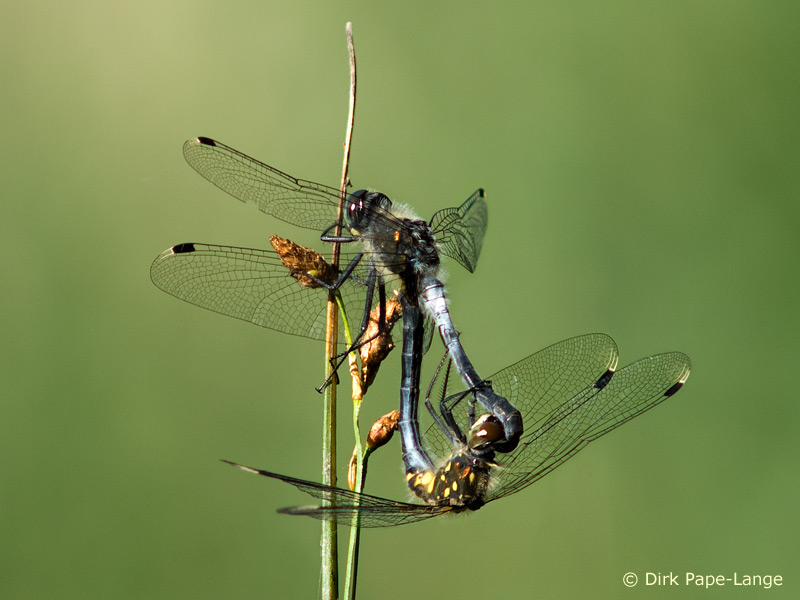Leucorrhinia albifrons - Cœur copulatoire
