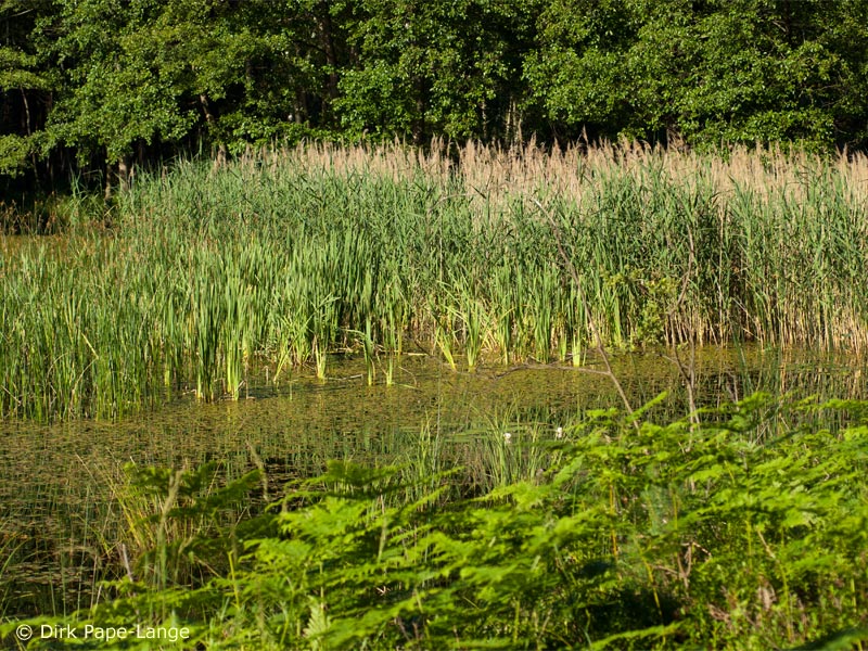 Habitat - Leucorrhinia albifrons