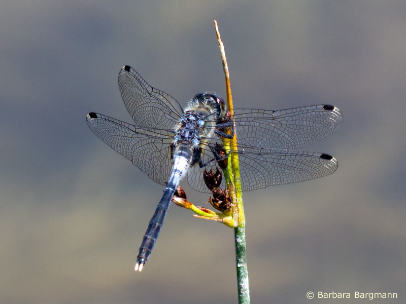 Leucorrhinia albifrons - male