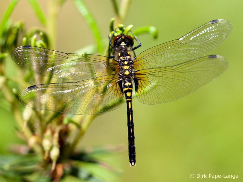 Leucorrhinia albifrons - femelle