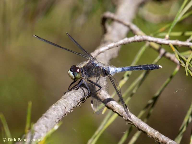 Leucorrhinia albifrons - mâle