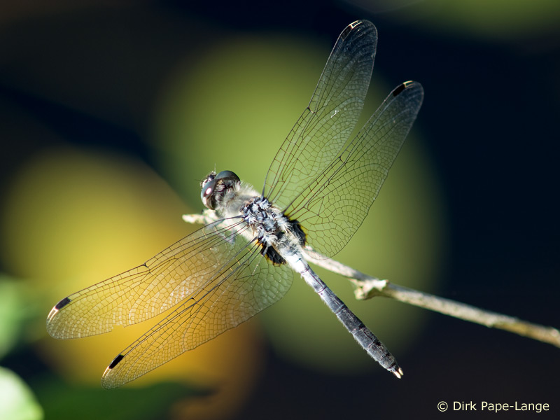 Leucorrhinia albifrons - mâle
