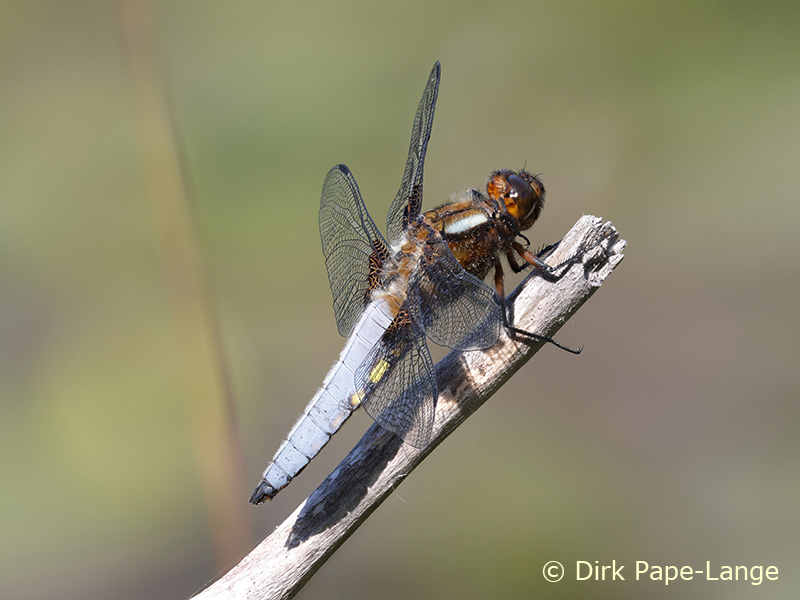 Immature mâle - Libellule déprimée